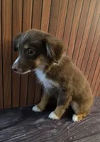 Gumba, a female Miniature Australian Shepherd for sale in Salisbury, NC – 4 of 5