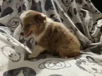 Sundrop, a female Miniature Australian Shepherd for sale in Salisbury, NC – 4 of 4
