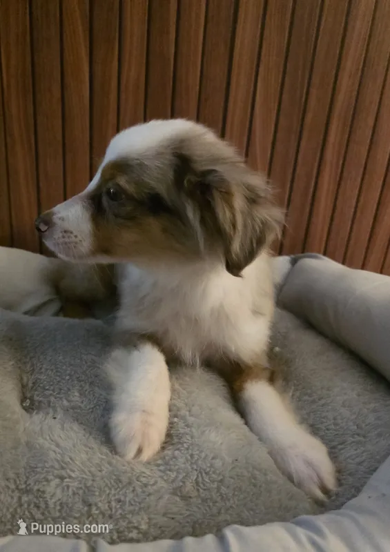 Princess Peach – Miniature Australian Shepherd puppy for sale in Salisbury, NC
