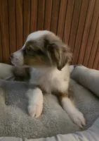 Princess Peach, a female Miniature Australian Shepherd for sale in Salisbury, NC – 1 of 4