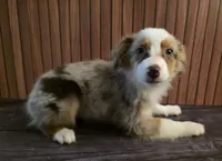 Princess Peach, a female Miniature Australian Shepherd for sale in Salisbury, NC – 2 of 4