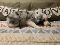 Ocean, a male Border Collie for sale in Salisbury, NC – 2 of 6
