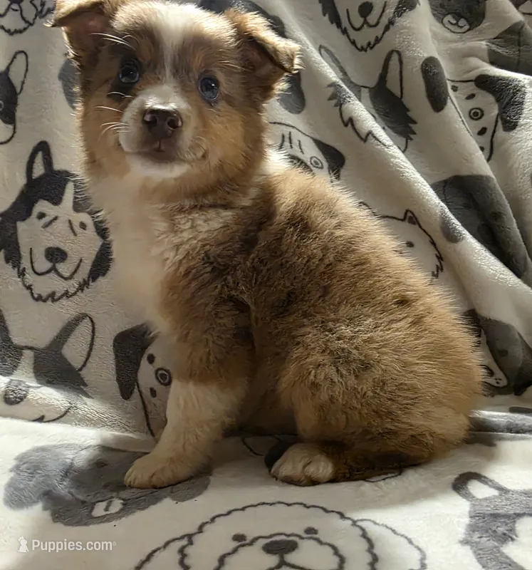 Sundrop – Miniature Australian Shepherd puppy for sale in Salisbury, NC