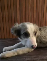 River, a male Border Collie for sale in Salisbury, NC – 3 of 10