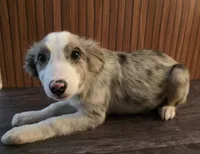 River, a male Border Collie for sale in Salisbury, NC – 4 of 10