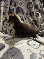 Cheerwine, a male Miniature Australian Shepherd for sale in Salisbury, NC – 3 of 4