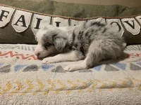 Ocean, a male Border Collie for sale in Salisbury, NC – 3 of 6