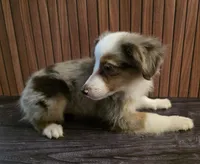 Princess Peach, a female Miniature Australian Shepherd for sale in Salisbury, NC – 4 of 4