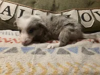 River, a male Border Collie for sale in Salisbury, NC – 3 of 6