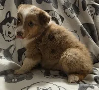 Sundrop, a female Miniature Australian Shepherd for sale in Salisbury, NC – 3 of 4