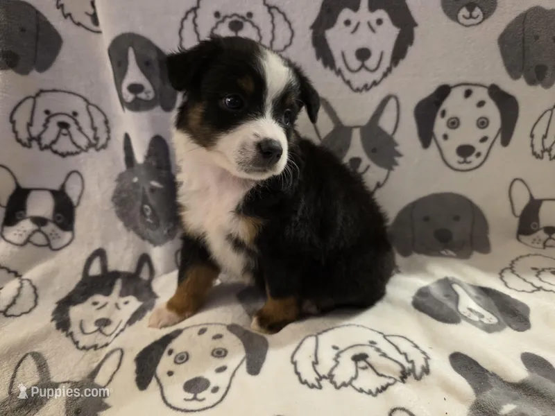 Copper – Miniature Australian Shepherd puppy for sale in Salisbury, NC
