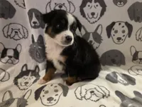 Copper, a male Miniature Australian Shepherd for sale in Salisbury, NC – 1 of 1