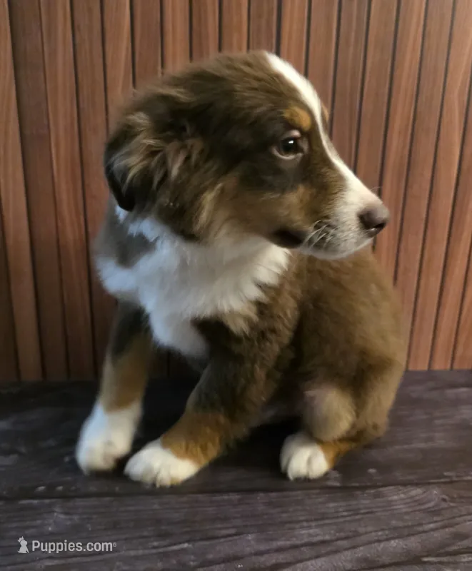 Mario – Miniature Australian Shepherd puppy for sale in Salisbury, NC