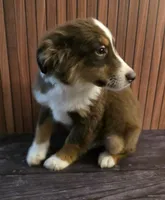 Mario, a male Miniature Australian Shepherd for sale in Salisbury, NC – 1 of 4