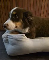 Mario, a male Miniature Australian Shepherd for sale in Salisbury, NC – 2 of 4