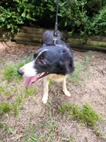 River, a male Border Collie for sale in Salisbury, NC – 9 of 10