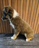 Gumba, a female Miniature Australian Shepherd for sale in Salisbury, NC – 5 of 5
