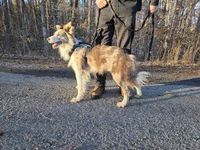 River, a male Border Collie for sale in Salisbury, NC – 10 of 10