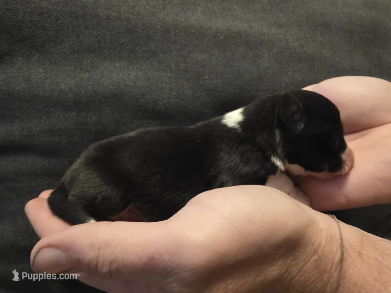 Ash – Border Collie puppy for sale in Salisbury, NC