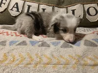 River, a male Border Collie for sale in Salisbury, NC – 2 of 6