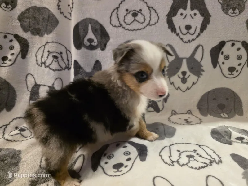 Lapis – Miniature Australian Shepherd puppy for sale in Salisbury, NC
