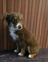 Gumba, a female Miniature Australian Shepherd for sale in Salisbury, NC – 2 of 5