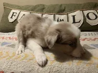 Pebble, a male Border Collie for sale in Salisbury, NC – 3 of 6