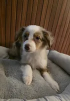 Princess Peach, a female Miniature Australian Shepherd for sale in Salisbury, NC – 3 of 4