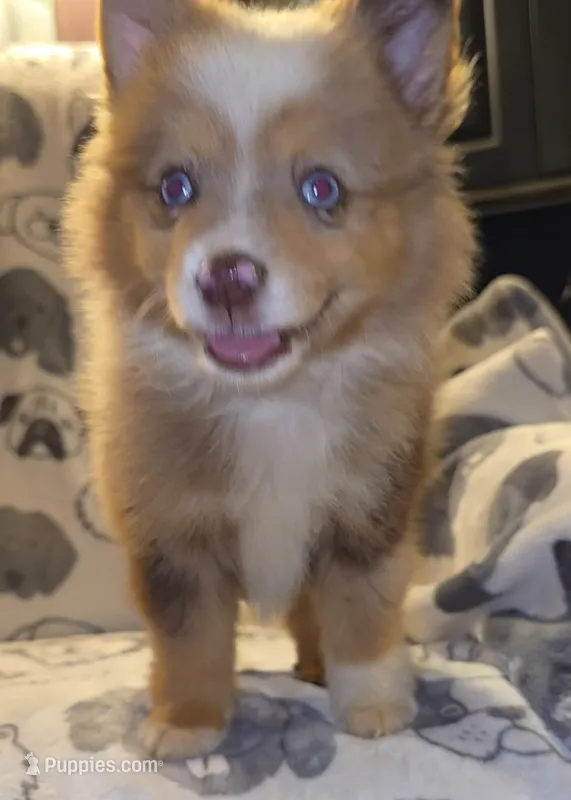 Fanta – Miniature Australian Shepherd puppy for sale in Salisbury, NC