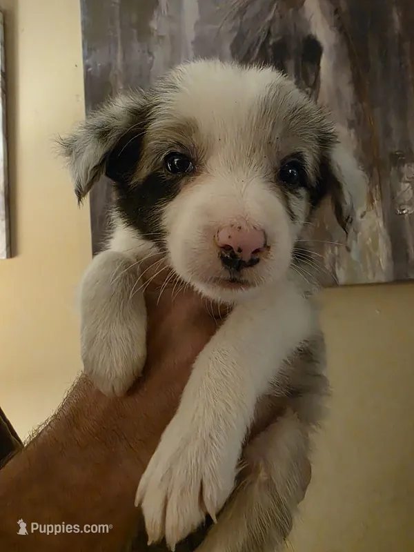 Ocean – Border Collie puppy for sale in Salisbury, NC
