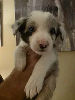 Ocean, a male Border Collie for sale in Salisbury, NC – 1 of 6