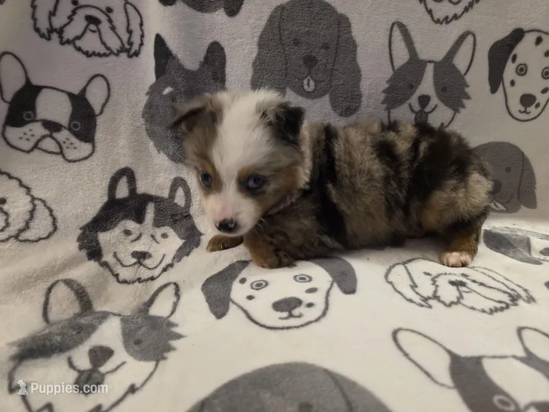 Diamond – Miniature Australian Shepherd puppy for sale in Salisbury, NC