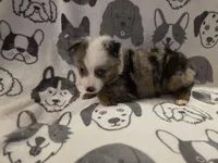 Diamond, a female Miniature Australian Shepherd for sale in Salisbury, NC – 1 of 1