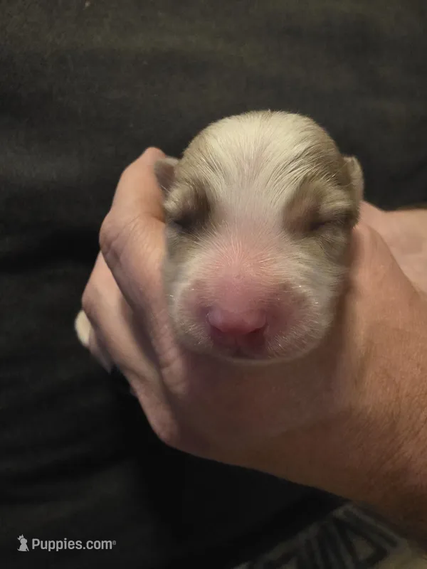 Pebble – Border Collie puppy for sale in Salisbury, NC