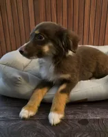 Gumba, a female Miniature Australian Shepherd for sale in Salisbury, NC – 3 of 5