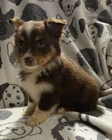 Cheerwine, a male Miniature Australian Shepherd for sale in Salisbury, NC – 2 of 4