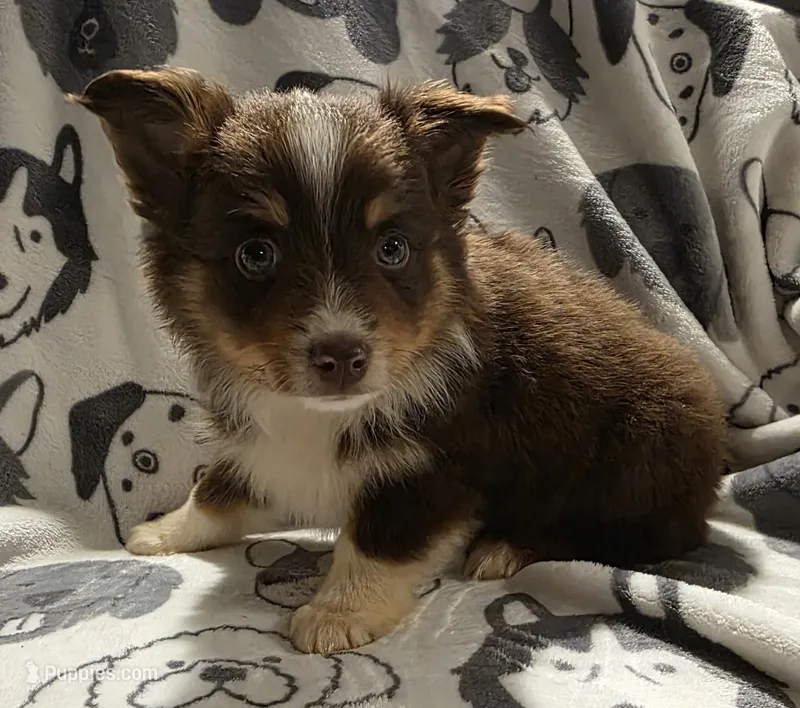 Cheerwine – Miniature Australian Shepherd puppy for sale in Salisbury, NC