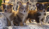Fanta, a male Miniature Australian Shepherd for sale in Salisbury, NC – 4 of 4