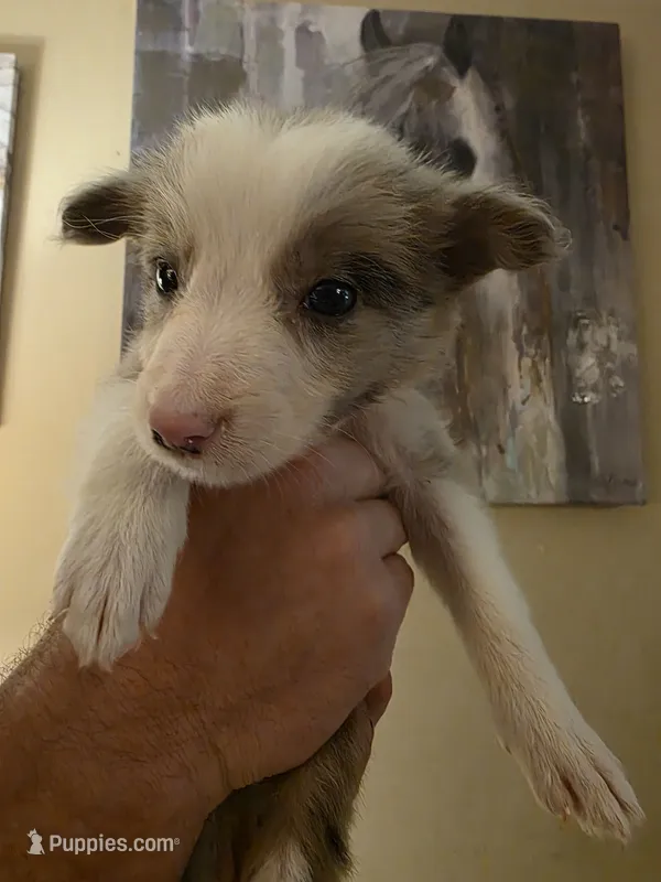 River – Border Collie puppy for sale in Salisbury, NC