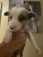 River, a male Border Collie for sale in Salisbury, NC – 1 of 6
