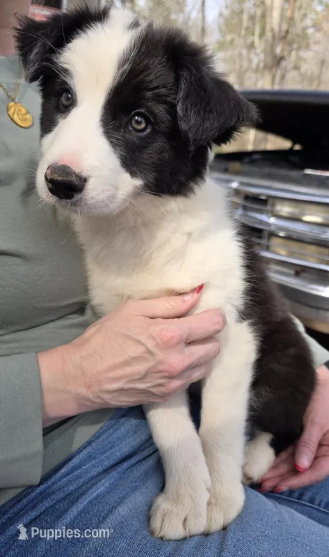 Cashmere – Border Collie puppy for sale in Salisbury, NC