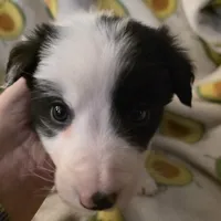 Cashmere, a female Border Collie for sale in Salisbury, NC – Photo 3 of 9