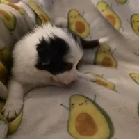 Cashmere, a female Border Collie for sale in Salisbury, NC – Photo 5 of 9