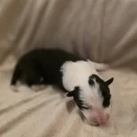 Cashmere, a female Border Collie for sale in Salisbury, NC – Photo 7 of 9