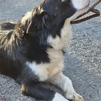 Cashmere, a female Border Collie for sale in Salisbury, NC – Photo 8 of 9
