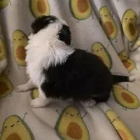 Cashmere, a female Border Collie for sale in Salisbury, NC – Photo 6 of 9