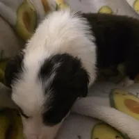 Cashmere, a female Border Collie for sale in Salisbury, NC – Photo 4 of 9