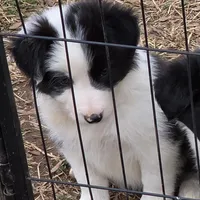 Cashmere, a female Border Collie for sale in Salisbury, NC – Photo 2 of 9