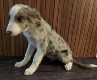 River, a male Border Collie for sale in Salisbury, NC – 2 of 10