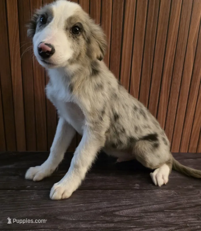 River – Border Collie puppy for sale in Salisbury, NC